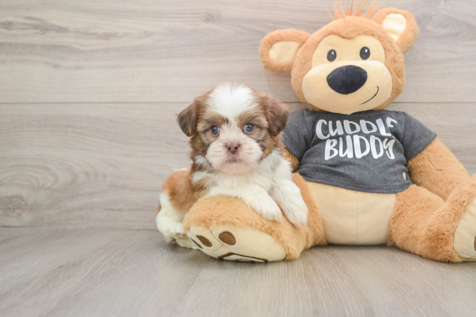Havashu Puppy for Adoption