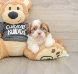 5 week old Havashu Puppy For Sale - Florida Fur Babies