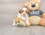 5 week old Havashu Puppy For Sale - Florida Fur Babies