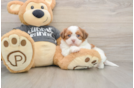 Hypoallergenic Havanese Shih Tzu Mix Designer Puppy