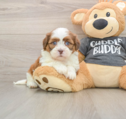 5 week old Havashu Puppy For Sale - Florida Fur Babies