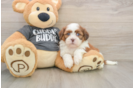 Havashu Pup Being Cute