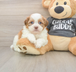 5 week old Havashu Puppy For Sale - Florida Fur Babies