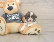 8 week old Havashu Puppy For Sale - Florida Fur Babies