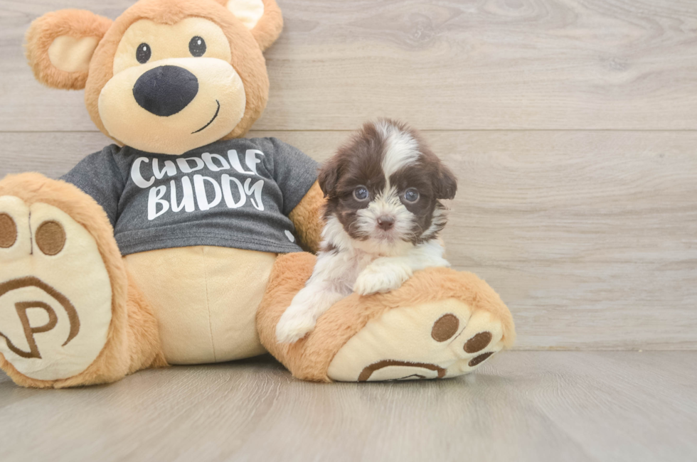 8 week old Havashu Puppy For Sale - Florida Fur Babies