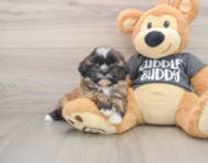 5 week old Havashu Puppy For Sale - Florida Fur Babies