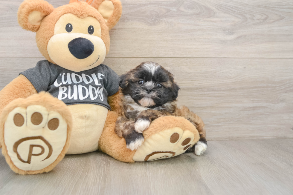 Havashu Pup Being Cute