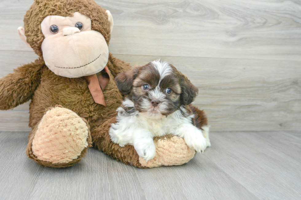 10 week old Havashu Puppy For Sale - Florida Fur Babies