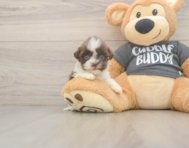 8 week old Havashu Puppy For Sale - Florida Fur Babies