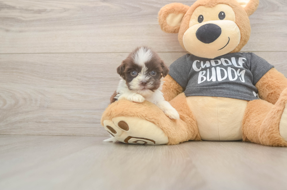 8 week old Havashu Puppy For Sale - Florida Fur Babies