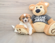 5 week old Havashu Puppy For Sale - Florida Fur Babies