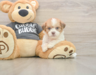 7 week old Havashu Puppy For Sale - Florida Fur Babies