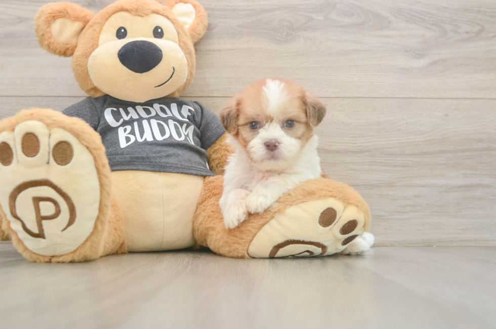 7 week old Havashu Puppy For Sale - Florida Fur Babies
