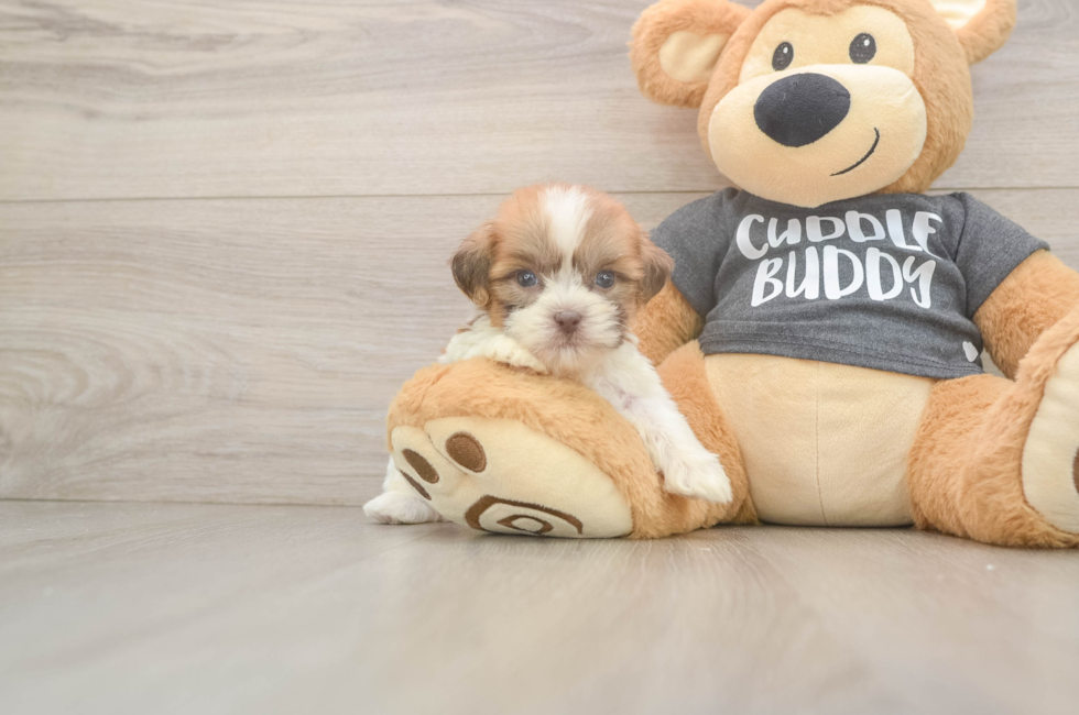 7 week old Havashu Puppy For Sale - Florida Fur Babies