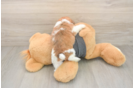 Smart Havashu Designer Pup