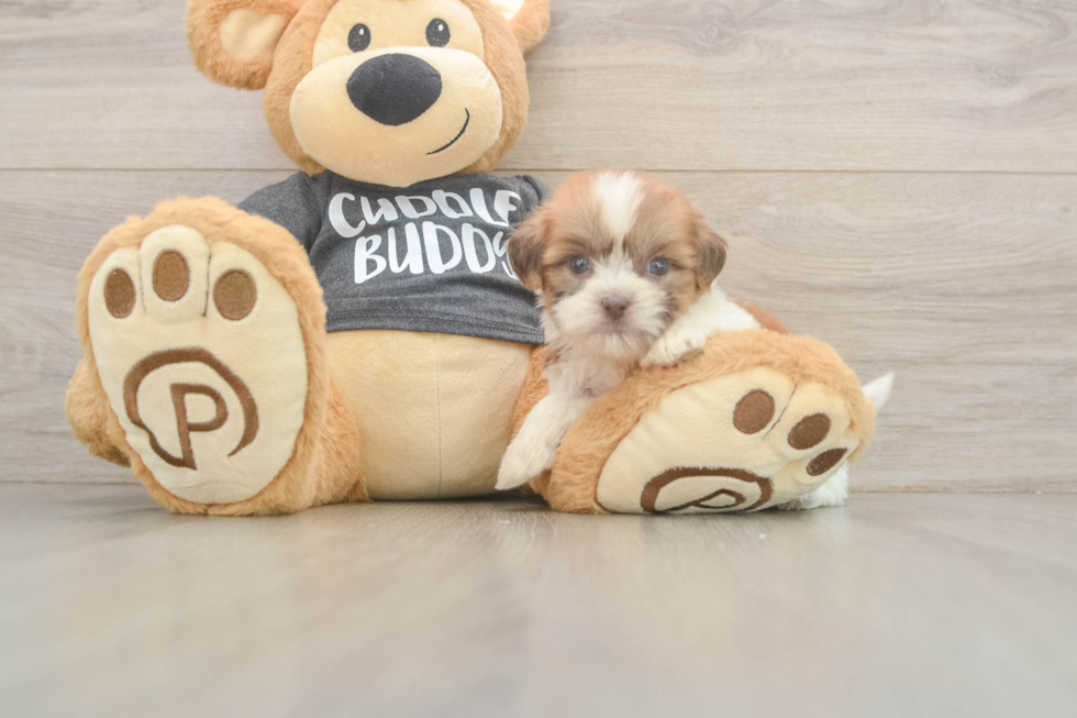 Havashu Pup Being Cute