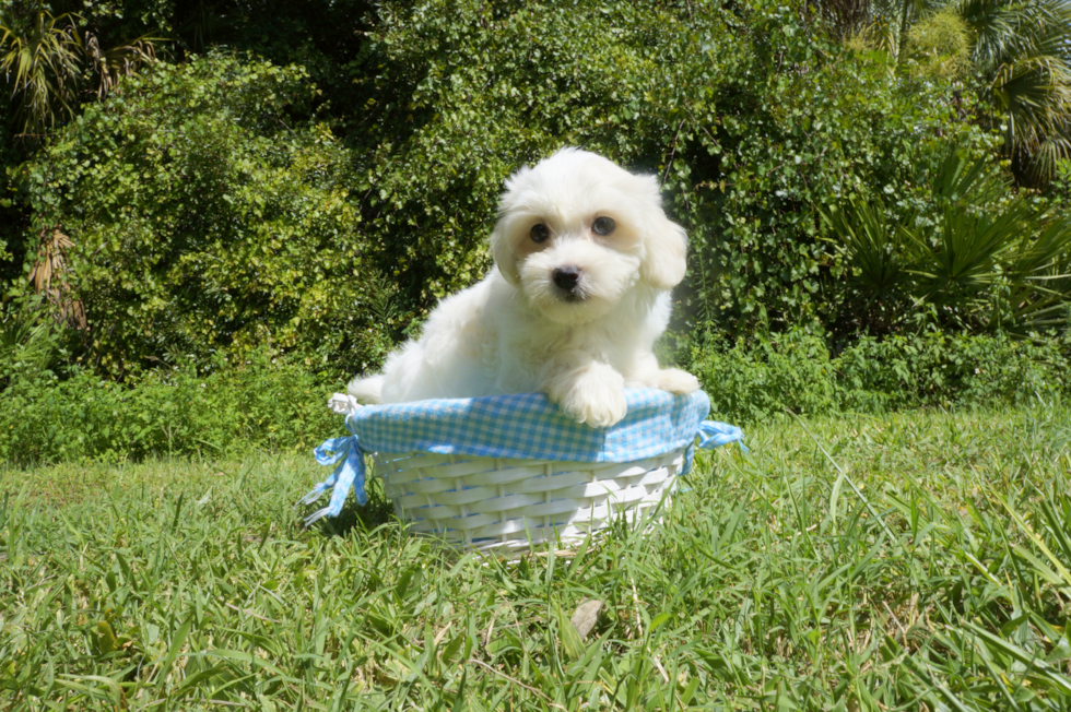 Coton De Tulear Puppy for Adoption