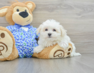 8 week old Maltese Puppy For Sale - Florida Fur Babies