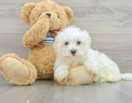 10 week old Maltese Puppy For Sale - Florida Fur Babies
