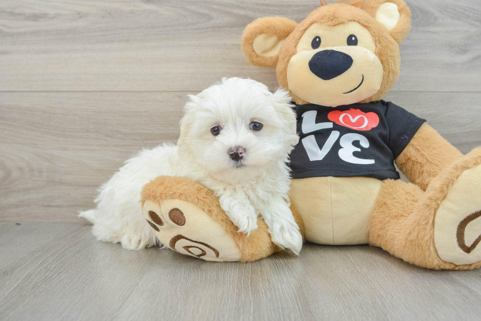 Fluffy Maltese Purebred Puppy