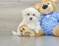 8 week old Maltese Puppy For Sale - Florida Fur Babies