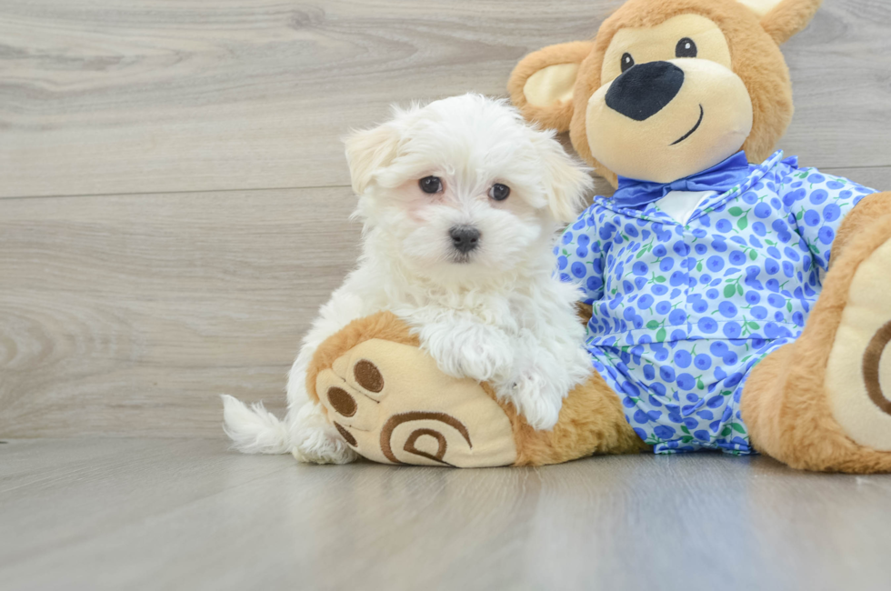 8 week old Maltese Puppy For Sale - Florida Fur Babies