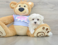 6 week old Maltese Puppy For Sale - Florida Fur Babies