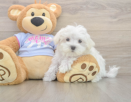 8 week old Maltese Puppy For Sale - Florida Fur Babies