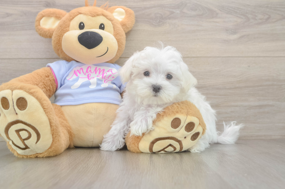8 week old Maltese Puppy For Sale - Florida Fur Babies