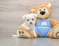 7 week old Maltese Puppy For Sale - Florida Fur Babies