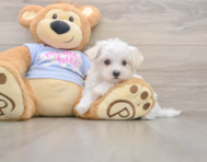 7 week old Maltese Puppy For Sale - Florida Fur Babies