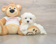 8 week old Maltese Puppy For Sale - Florida Fur Babies