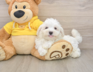 8 week old Maltese Puppy For Sale - Florida Fur Babies