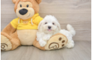 Energetic Maltese Purebred Puppy