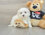 9 week old Maltese Puppy For Sale - Florida Fur Babies