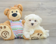 8 week old Maltese Puppy For Sale - Florida Fur Babies