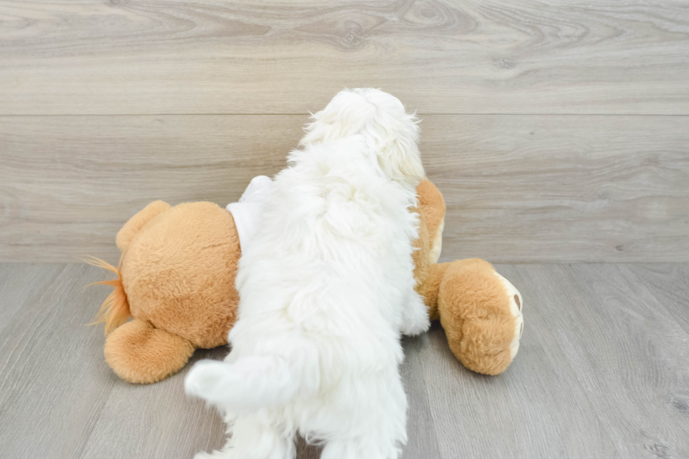 Petite Maltese Purebred Puppy