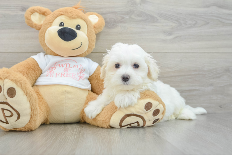 Best Maltese Baby