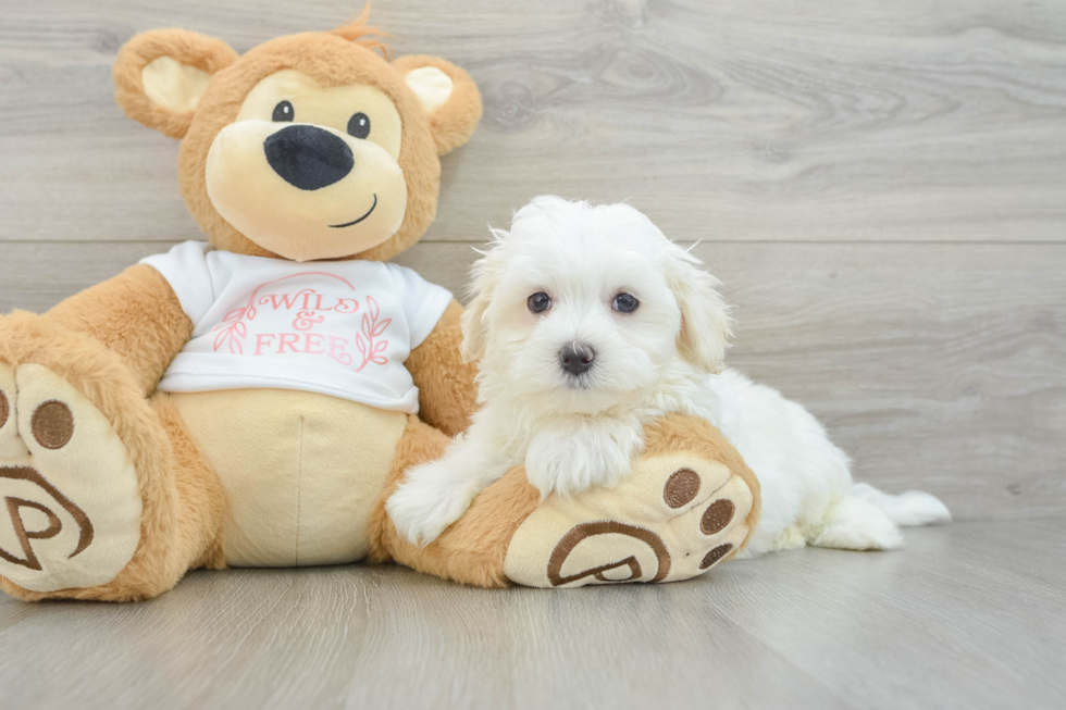 Best Maltese Baby