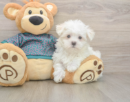 8 week old Maltese Puppy For Sale - Florida Fur Babies