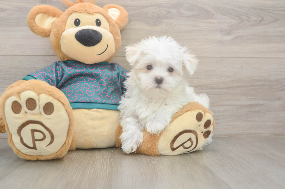 8 week old Maltese Puppy For Sale - Florida Fur Babies