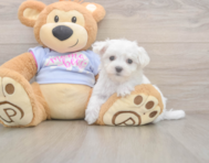 7 week old Maltese Puppy For Sale - Florida Fur Babies