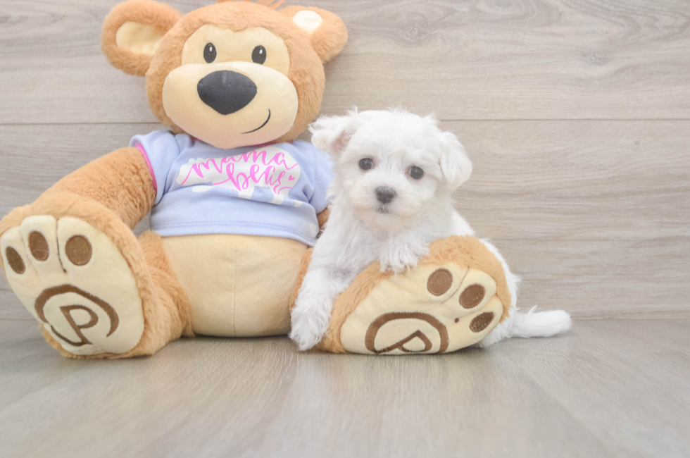 7 week old Maltese Puppy For Sale - Florida Fur Babies