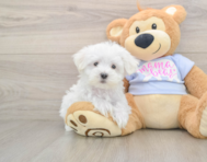 7 week old Maltese Puppy For Sale - Florida Fur Babies