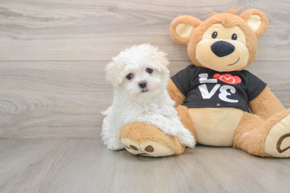 Playful Maltese Purebred Pup