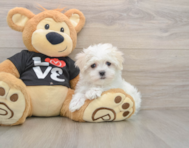 8 week old Maltese Puppy For Sale - Florida Fur Babies