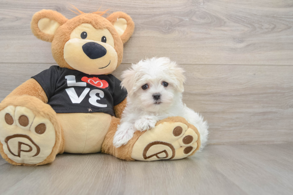 Maltese Puppy for Adoption