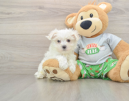 8 week old Maltese Puppy For Sale - Florida Fur Babies