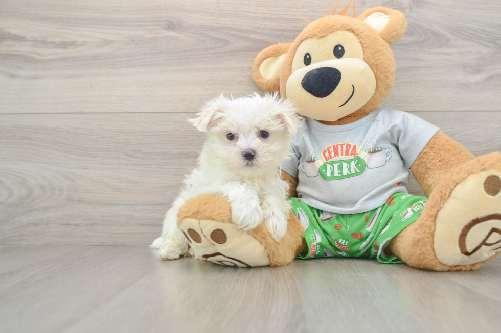 Maltese Pup Being Cute