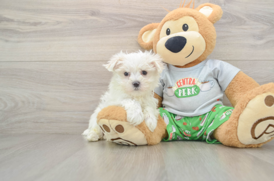 Maltese Pup Being Cute